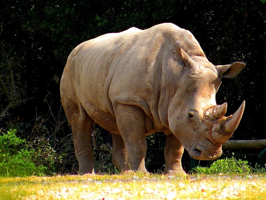 rhinoceros